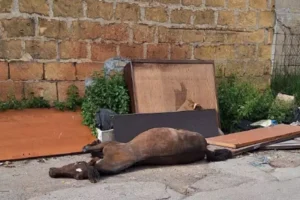cavallo morto tra i rifiuti