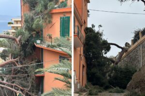 crollo albero via trabocchetto