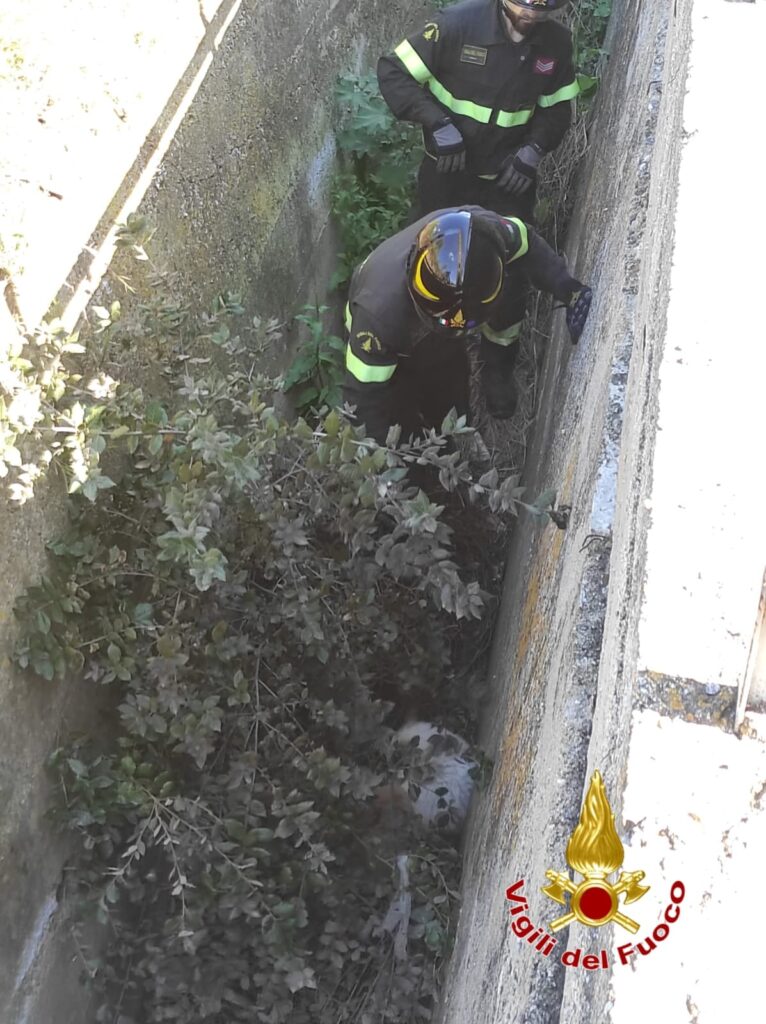 cuccioli salvati vigili del fuoco