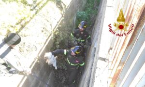 cuccioli salvati vigili del fuoco