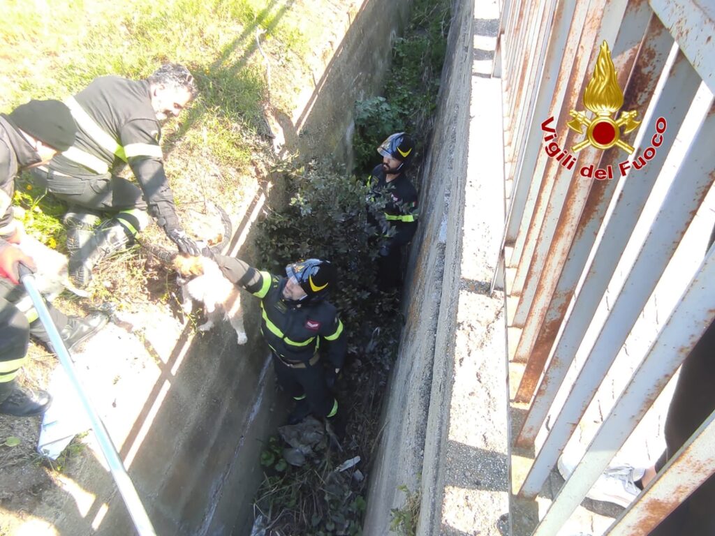 cuccioli salvati vigili del fuoco