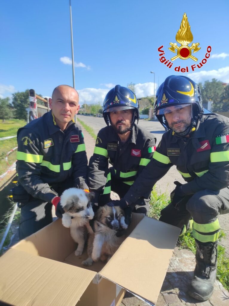 cuccioli salvati vigili del fuoco