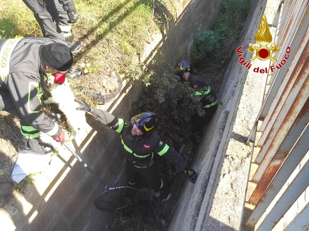 cuccioli salvati vigili del fuoco