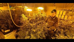 piantagione di cannabis indoor