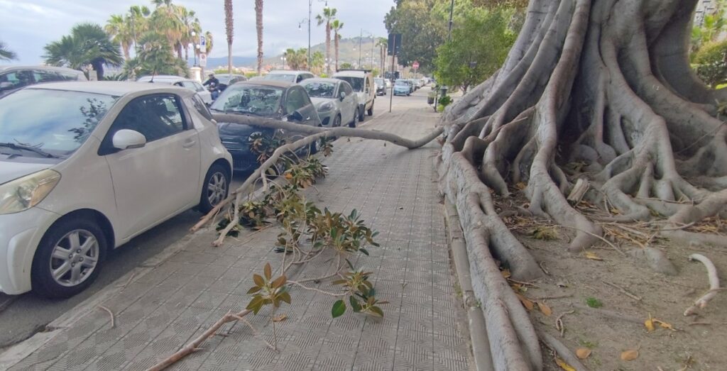 ramo albero lungomare