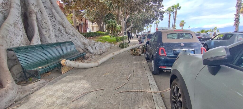 ramo albero lungomare