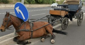 Cavallo con calesse si schianta contro un cartello