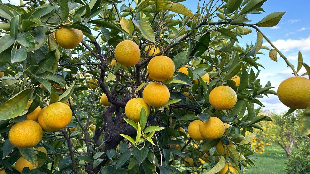 Arancia Bionda Trebisacce