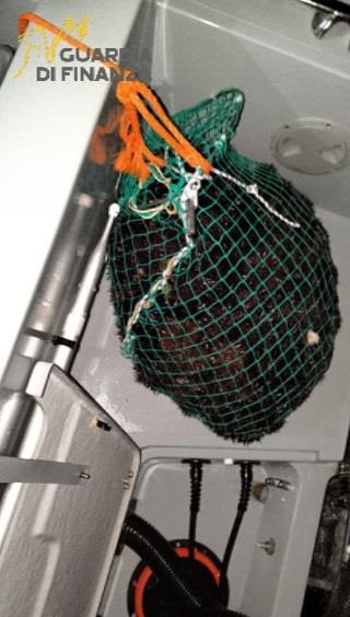 BRACCONIERI SORPRESI A DEPREDARE RICCI DI MARE