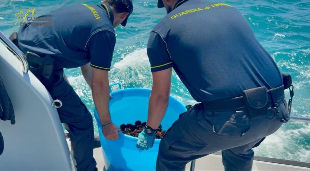 BRACCONIERI SORPRESI A DEPREDARE RICCI DI MARE
