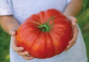 Pomodoro Rosso