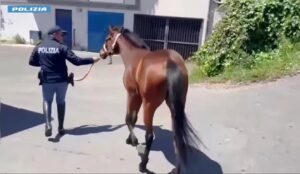 cavallo salvato dalla polizia