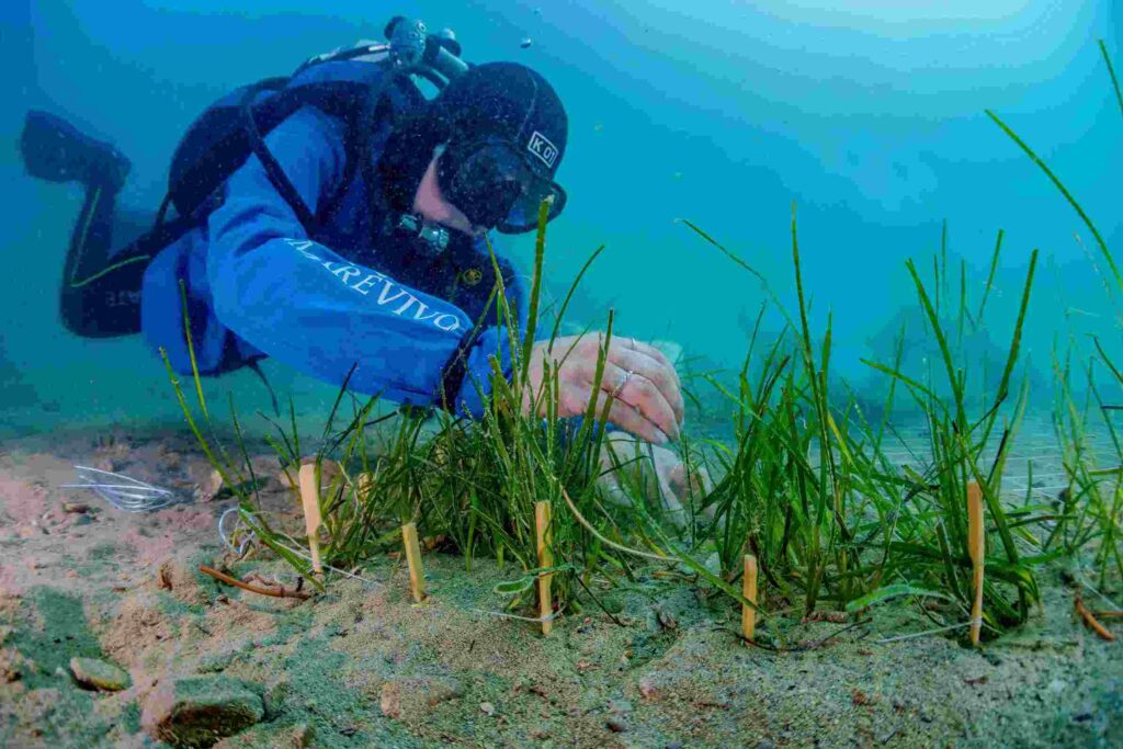 marevivo sub pulisce fondali del mare