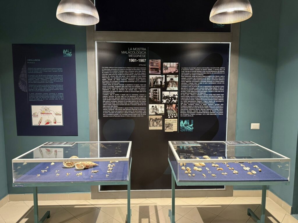 Inaugurazione Museo di Storia Naturale dello Stretto di Messina