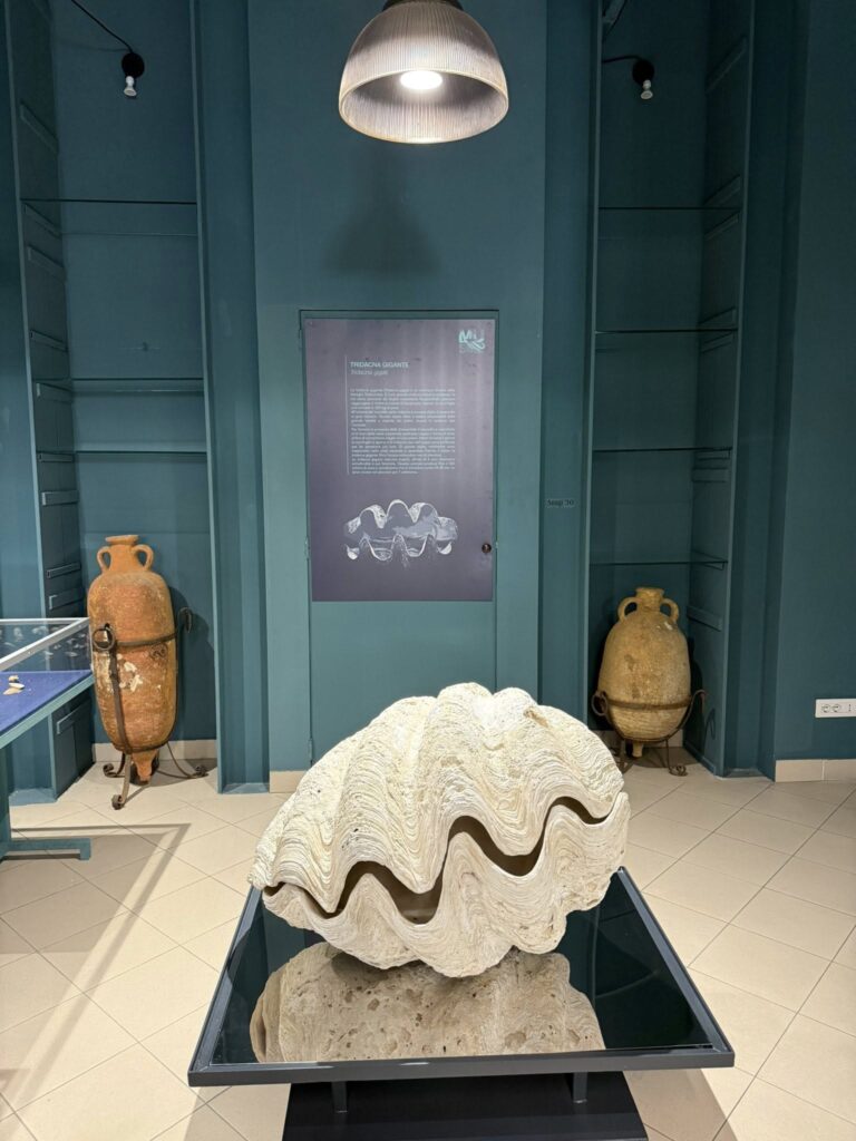 Inaugurazione Museo di Storia Naturale dello Stretto di Messina