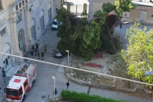 albero cade circoscrizione palermo