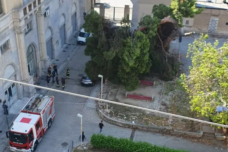 albero cade circoscrizione palermo