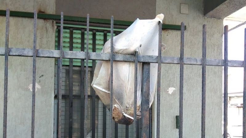 cane impiccato