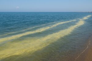 chiazze gialle a mare