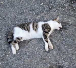 gatti uccisi