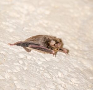 pipistrello africano