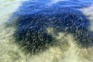 posidonia
