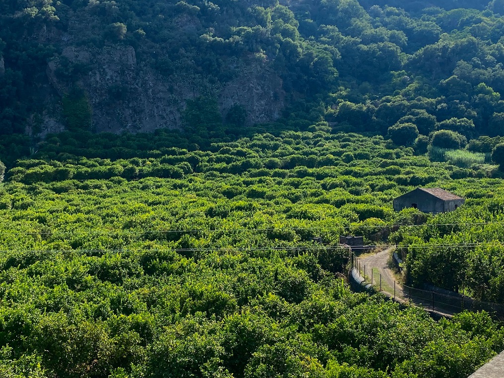 Acireale Consorzio Santa Tecla (gli agrumeti)