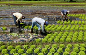 Agricoltura raccolta lavoratori immigrati