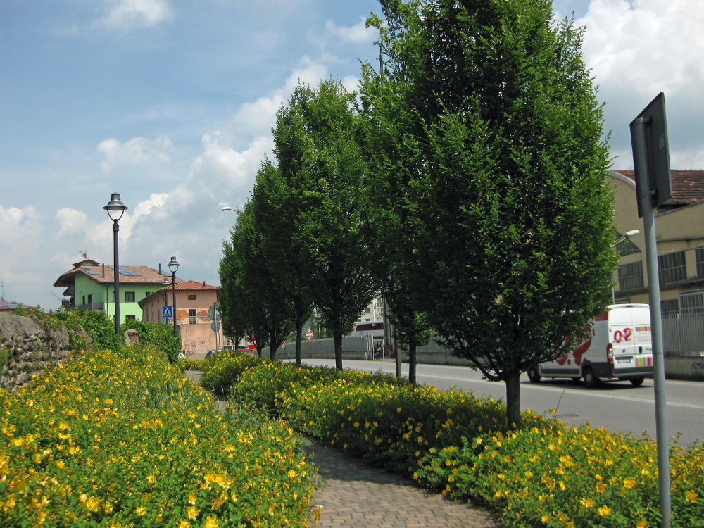 Come-progettare-un-giardino-Mediterraneo
