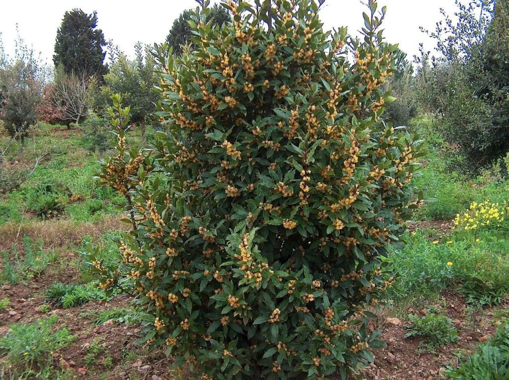 Laurus nobilis