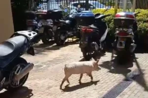 Maialini scappati a Palermo