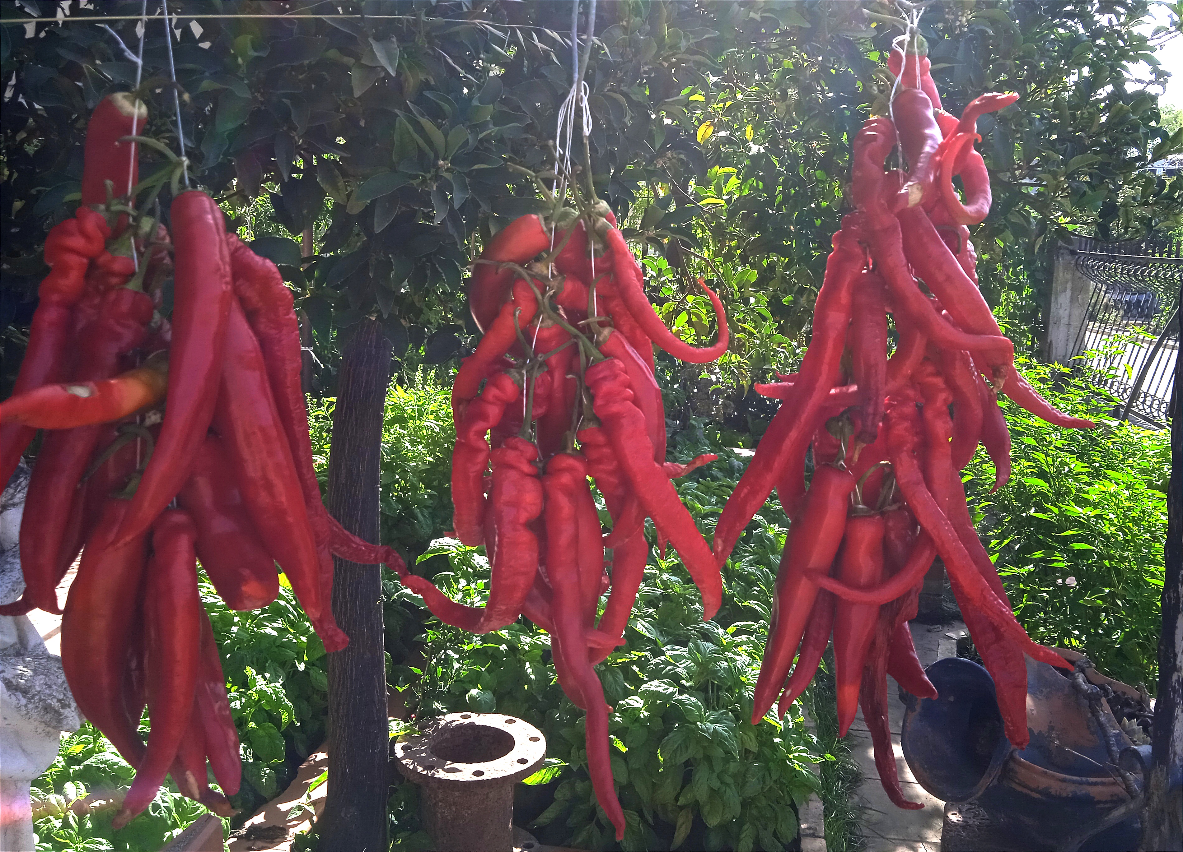 Peperoncino calabrese