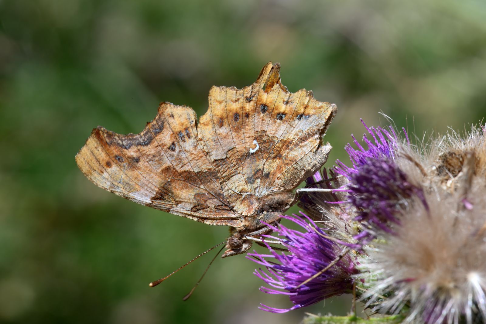 Polygonia c-album