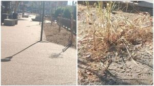 Raso al suolo verde Foresta Me Villaggio Aldisio