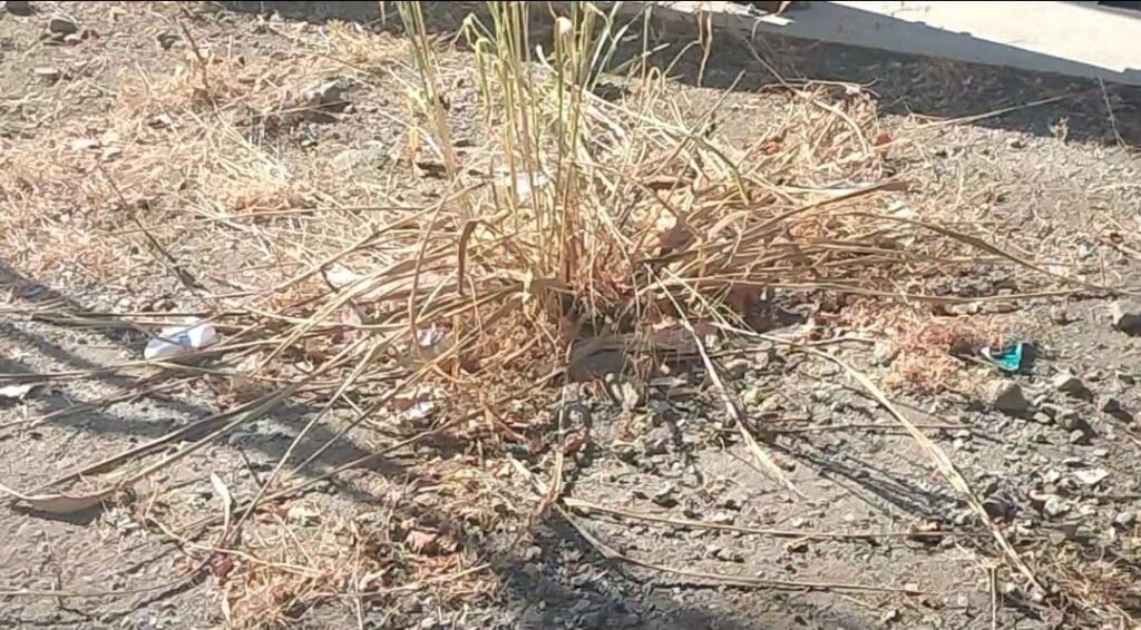 Raso al suolo verde Foresta Me Villaggio Aldisio