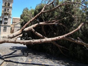 albero piazza duomo messina