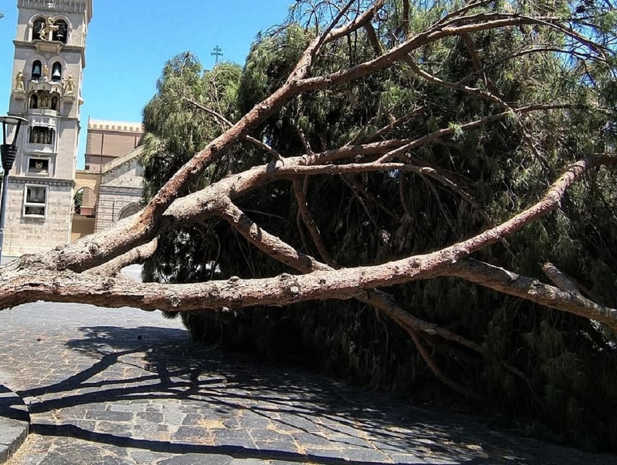 albero piazza duomo messina