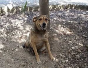 cagnolina uccisa