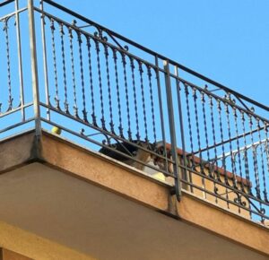 cane al sole in terrazzo