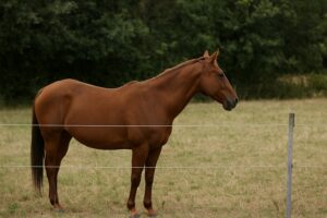 cavallo