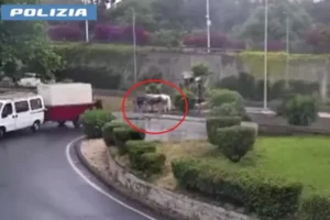 cavallo ferito catania polizia