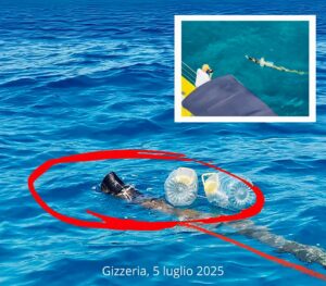 chi avvelena il mare è nemico occhiuto