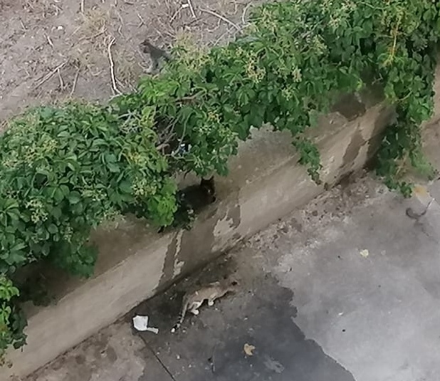 degrado e gatti randagi