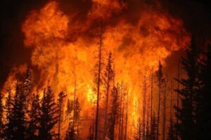 incendio foresta