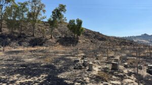 incendio terreno confiscato melito porto salvo
