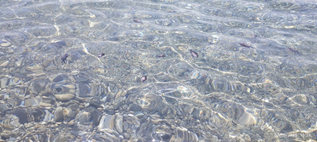 pesci morti mare pentimele