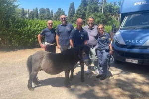 pony Toretto