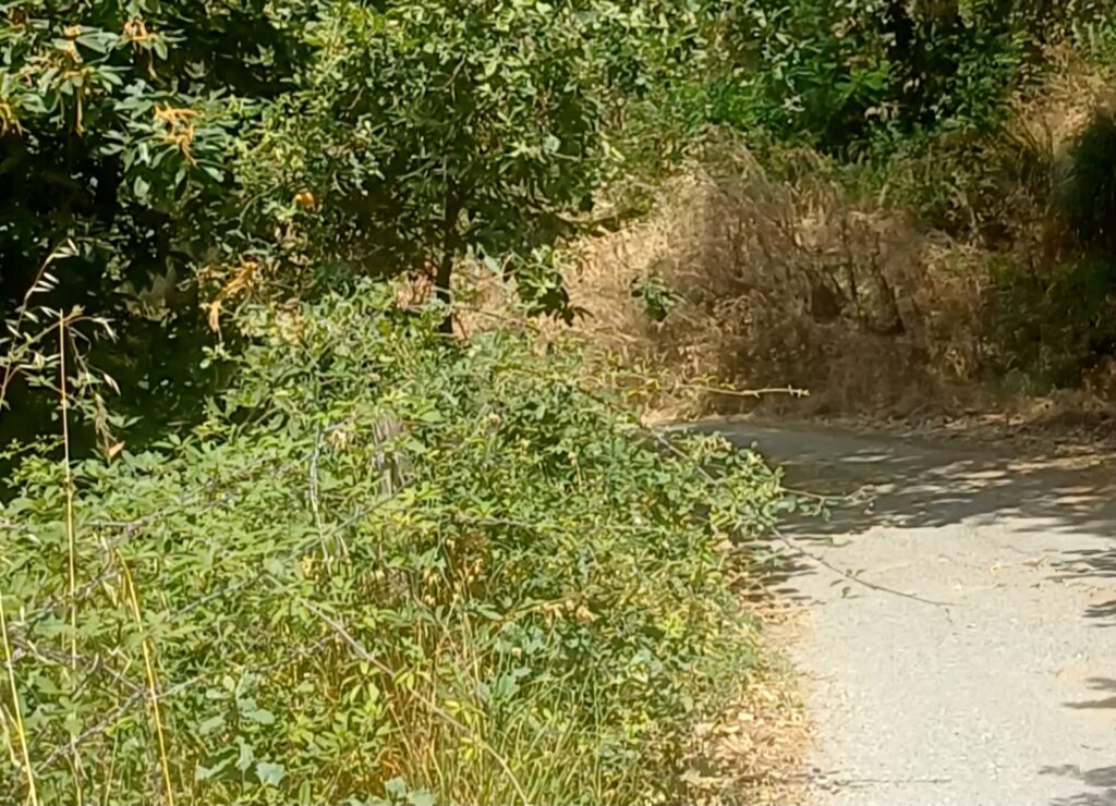 strada Diminniti -Ortì