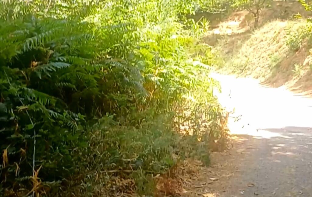 strada Diminniti -Ortì