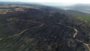 sughereta di Niscemi distrutta dal fuoco